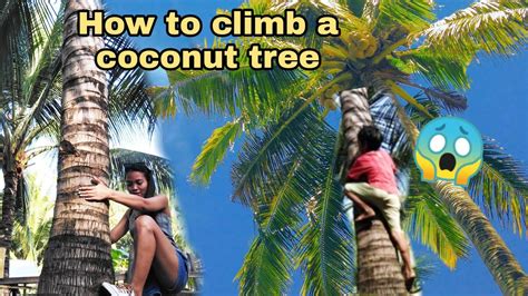 Magaling Pala Akong Umakyat Sa Puno Ng Niyog😂 Coconut Tree Youtube