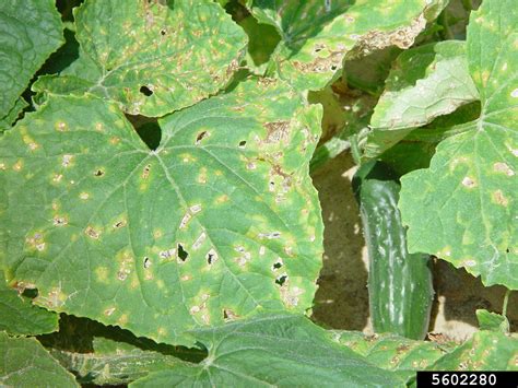 Angular Leaf Spot Of Cucumber Pseudomonas Syringae Pv Lachrymans