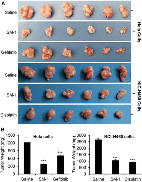 SM 1 Inhibited Tumor Growth In Xenograft Mice Model A Tumor Nodules