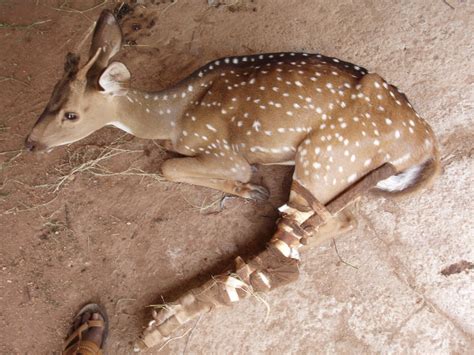 Spotted Deer Recovers – Karuna Society for Animals and Nature