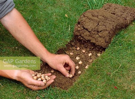 Gap Gardens Planting Crocus Bulbs In Lawn Image No 0130935 Photo