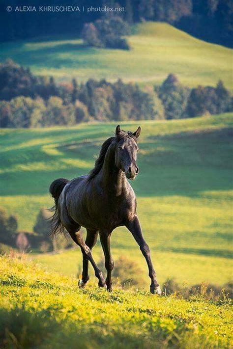 Pin By Fbiola On Horse Horses Beautiful Horses Black Arabian Horse