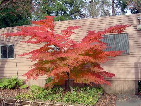 Japanese maple image by koi88 from fotolia.com japanese maples provide fiery colors—such as orange, gold, scarlet and yellow—to the landscape all year long. Japanese Maple Varieties Information