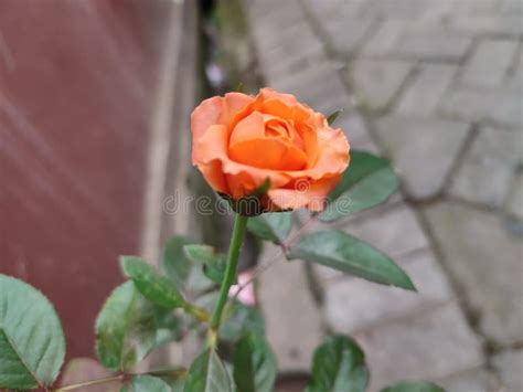 Oren Rose Stock Photo Image Of Pink Bouquet Rose 261887286