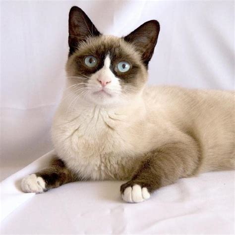 Snow Shoe Cat Breed Info History Personality Care Kittens Pictures