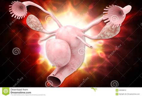 Female Reproductive System Stock Illustration Illustration Of Reproductive