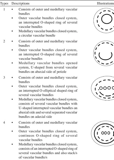 Four Types Of Vascular Bundle Arrangement Found In This Study