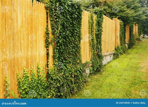 English Ivy On Fence
