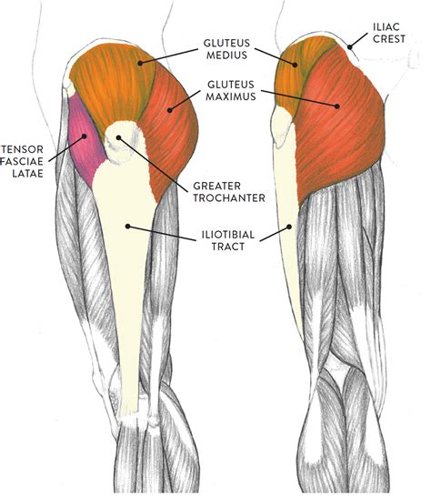 Lateral Calf Muscle Anatomy