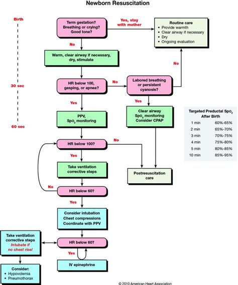 Nrp Algorithm From Aha Free Downloadable Pdf Midwifery