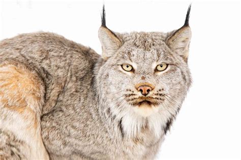 Canada Lynx Defenders Of Wildlife