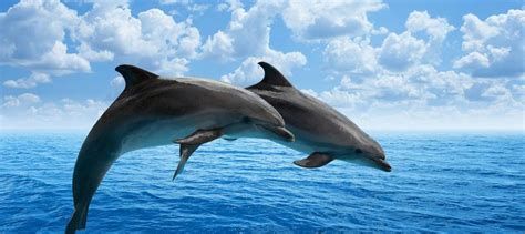Victory Wild Dolphins Safe From Sea World Australias