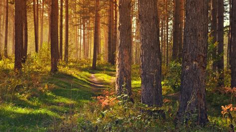 Tree Trunks Wallpaper 4k Woods Forest Path Trails Sun Rays Scenery