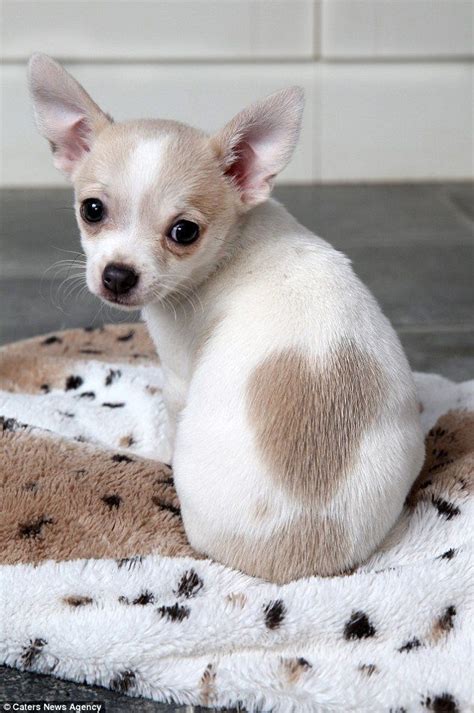 Adorable Chihuahua Was Born With A Heart Shaped Birthmark On Its Back