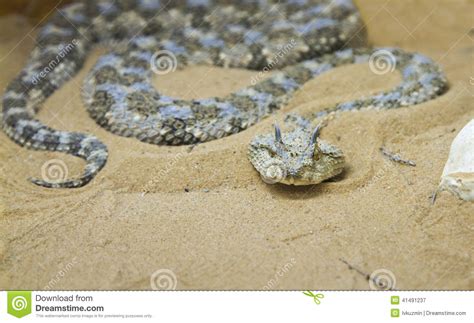 Saharan Horned Viper Cerastes Cerastes In The Sand Stock Image