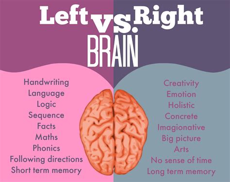 The Differences Between The Left And The Right Hemispheres Of The Brain
