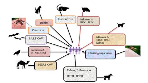 Examples Of Zoonotic Viruses That Can Be Transmitted From Animals Or