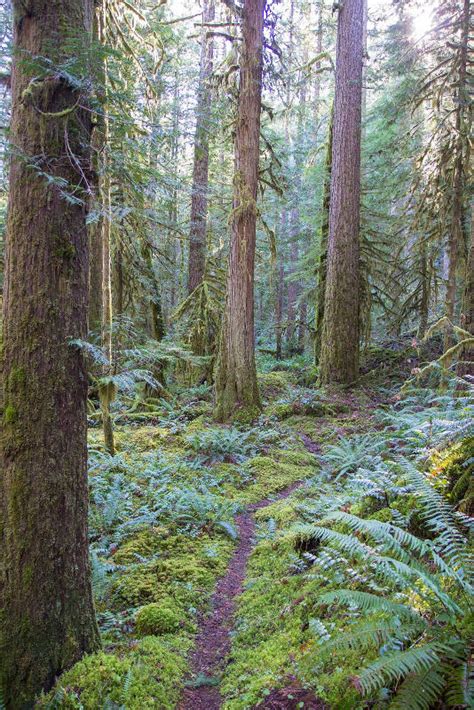 East Fork Trail Hike Hiking In Portland Oregon And Washington
