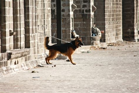 Free Images Canine Urban Standing Pet German Shepherd Outdoors