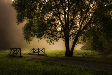 Wallpaper Sunlight Trees Landscape Forest Sunset Night Nature