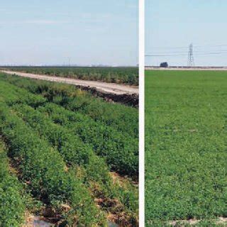 Ipm serves as a framework to provide an. Sonja BRODT | Coordinator, Agriculture, Resources, and the ...