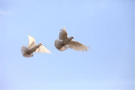 Two Flying White Doves Stock Image Image Of Animal Doves 22718161