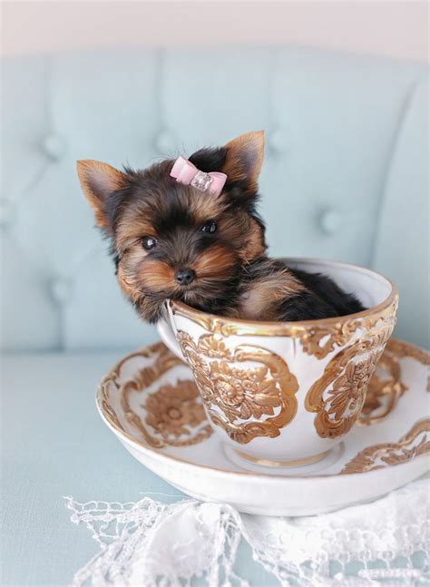 Maybe you would like to learn more about one of these? Teacup Puppies For Sale at TeaCups, Puppies and Boutique | Teacup puppies, Teacup yorkie puppy ...
