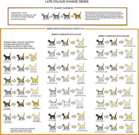 AMBER AND RUSSET - LATE COLOUR CHANGE GENES | Cat facts text, Cat