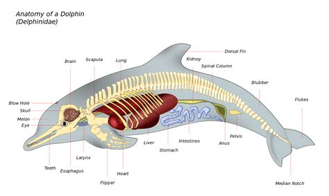 Dolphin Anatomy Marine Mammal Wikipedia Marine Mammals Dolphins