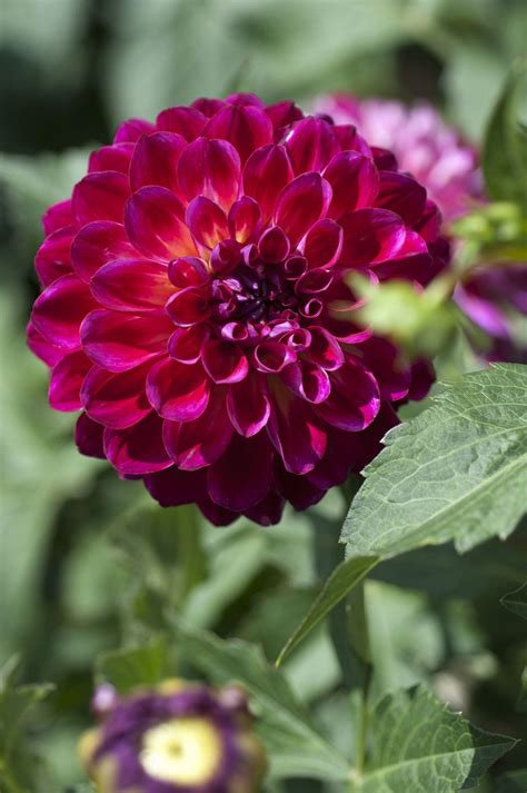 15 Gorgeous Must Plant Dahlias