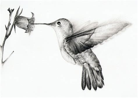 Hummingbird Drawing Pencil Sketch Colorful Realistic Art Images