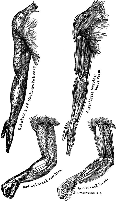 Printed human bones and muscle. Bones and Muscles of the Arms | ClipArt ETC