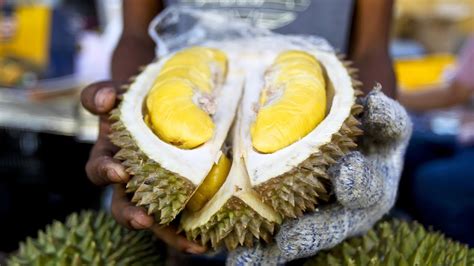 A durian cultivar is essentially a specific variety of durian that has been deliberately selected for desirable characteristics such as fruit shape, size, smell, colour, texture, taste and tree characteristics. Malaysia's Musang King durian festival a roaring success ...