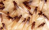 Swarming Termites In House Images