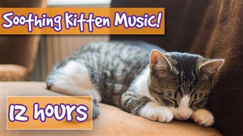 How To Make Your Kitten Calm Down Relaxing Music To Help