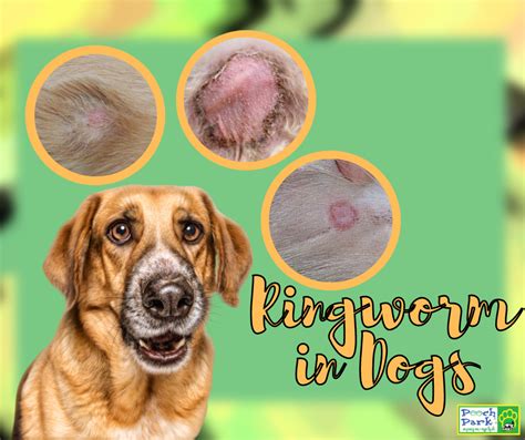 How Long Does Ringworm Last In A Dog