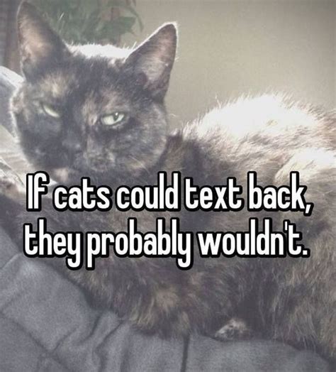 Text Back Cats Cat Quotes Crazy Cats
