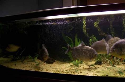 How Many Piranhas In A 125 Gallon Tank Piranha Guide