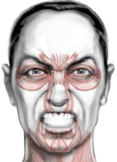 Idee Su Anatomy Of Facial Expression Espressioni Del Viso