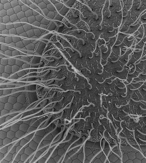Curly Hair Electron Microscope Images Scanning Electron Microscopy