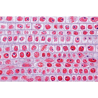Check spelling or type a new query. Plant cell - English Slides - 1003982 - W13053 - LIEDER ...