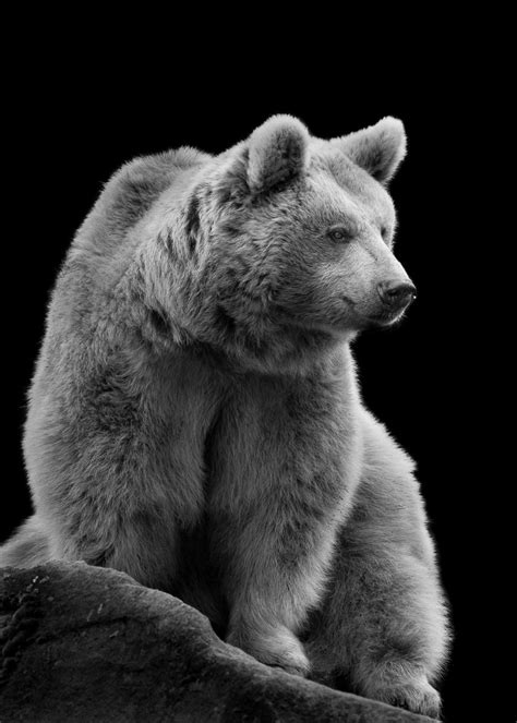 Homepage Of Wolf Ademeit Photographer Animals Brown Bear Bear Animals