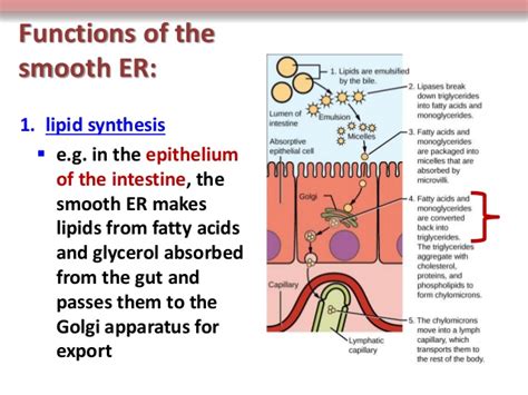 Smooth endoplasmic reticulum serves as a transitional area for transport vesicles. Synthesis of lipids occurs in which major organelle ...