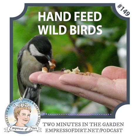 10 Tips For Hand Feeding Wild Birds Empress Of Dirt Video Video