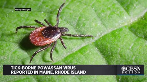 Tick Borne Powassan Virus Reported In Maine Rhode Island Youtube