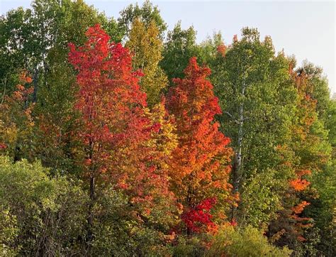 Fall Colors Emerge Just In Time For The Start Of Autumn Mpr News