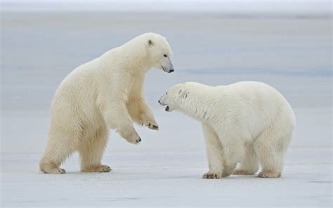 3840x2160 Resolution Two White Polar Bears During Daytime Hd