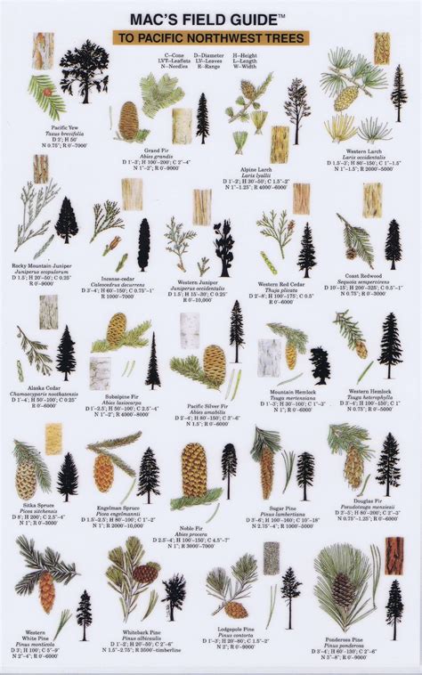 Guide To Pacific Northwest Trees Tree Identification Identifying