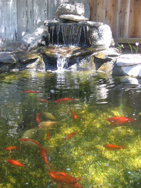 Diy Goldfish Pond Images