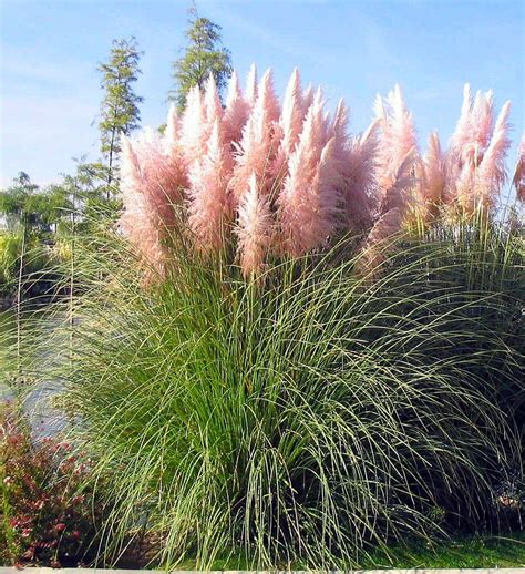 Pampas Grass Types Planting Care And Maintenance